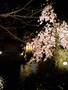 祇園白川の桜